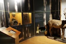 Naturmuseum Suedtirol Dauerausstellung Hirsch Fauna