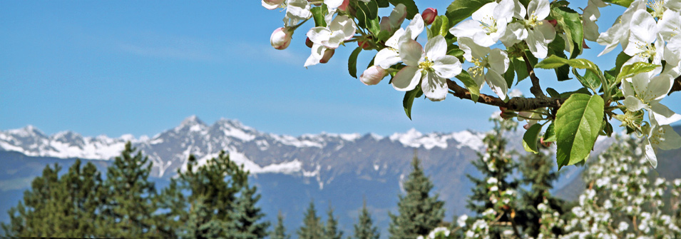 Spring Spring