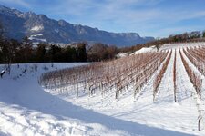 winter weinberg bei montan castelfeder weinstrasse