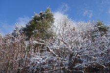 schnee auf baum laubwald
