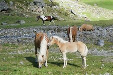 haflinger pferde stute mit fohlen