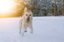 Hund Schnee Urlaub Suedtirol