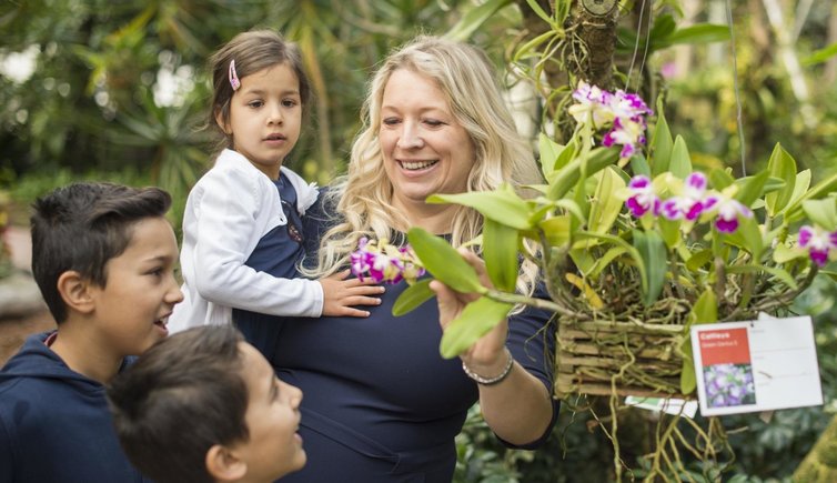 Scopri il mondo delle orchidee