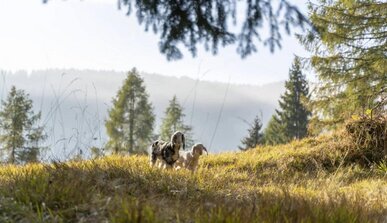 Burggräfler - Alpine Wellbeing