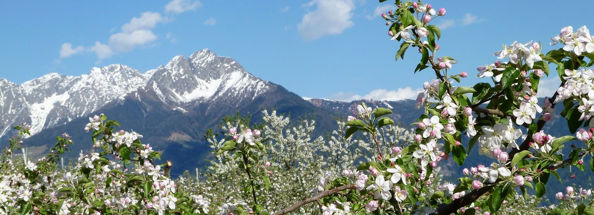 RS partschins fruehling apfelbluete ifinger mit schnee